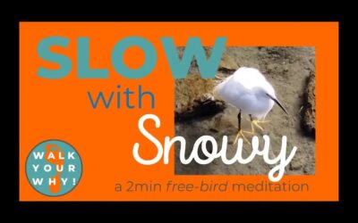 SLOW with Snowy – a 2min freebird meditation
